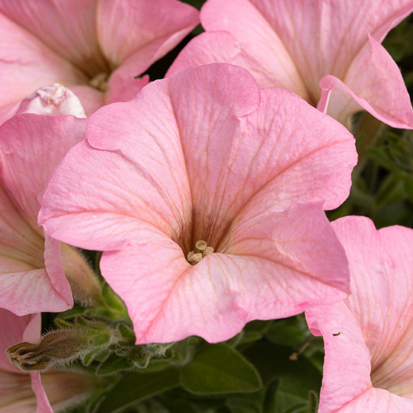 Petunia, Surfina Heavenly Cashmere Pink