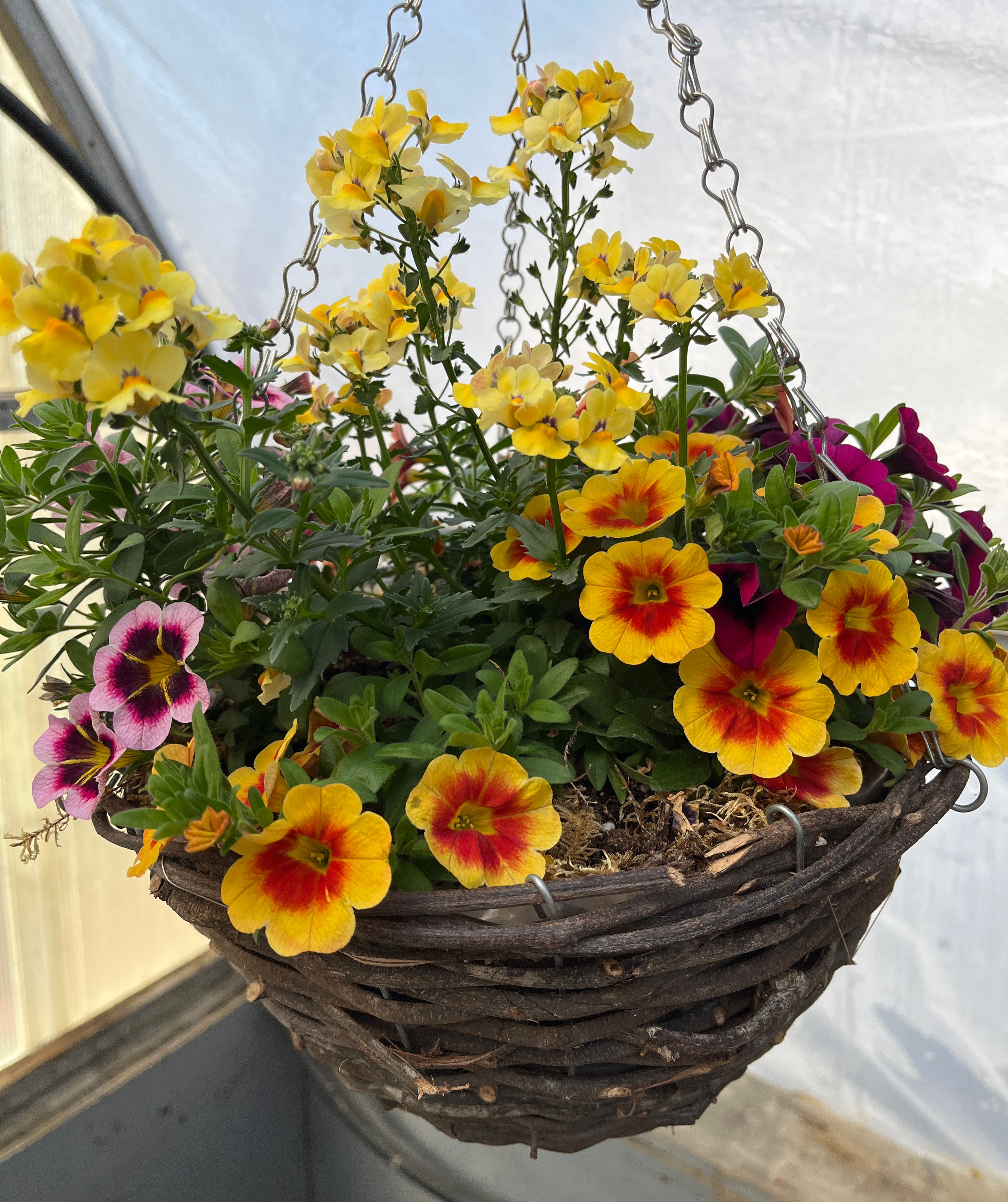 Basket beauty 