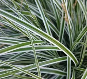 Grass, Carex EverColor Everest