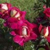 Rose, Cherries and Champagne