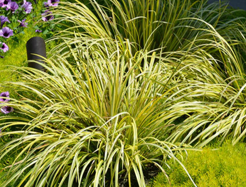 Grass, Golden Sweet Flag (Acorus Ogon)