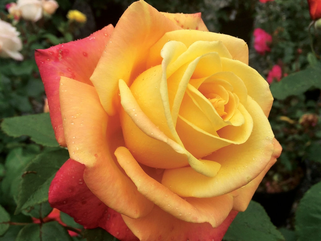Rose, A Lady Never Tells