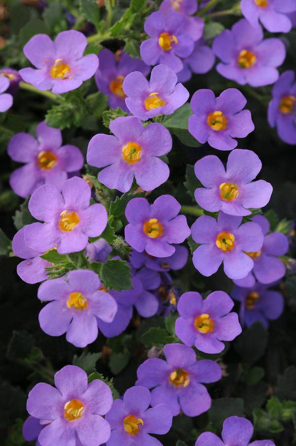 Bacopa, Big Falls Dark Blue