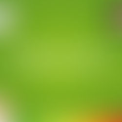 Week 11: "ER VERANDERT TOCH NOOIT WAT", WAAROM STEMMEN?