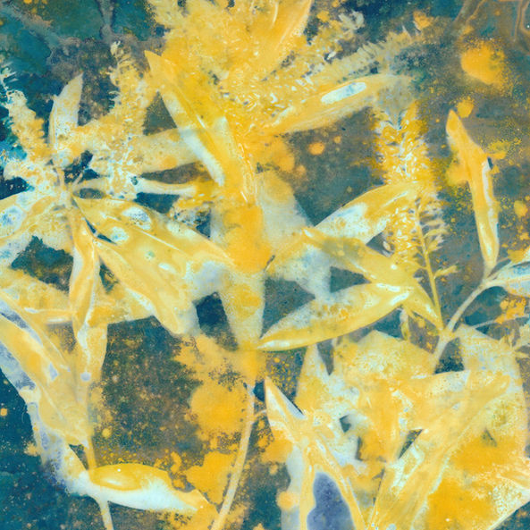 Koromiko plant_yellow.jpg