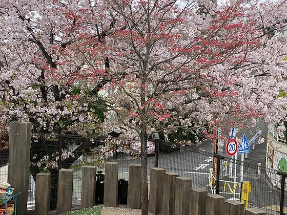 玉川さくら保育園 保育園 東京都 町田市 社会福祉法人 光琳会 玉川さくら保育園 光琳会 子育て広場 一時保育 職員募集 Top