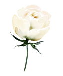 w1 (139).png
