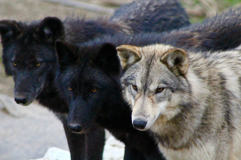 Grey Wolves