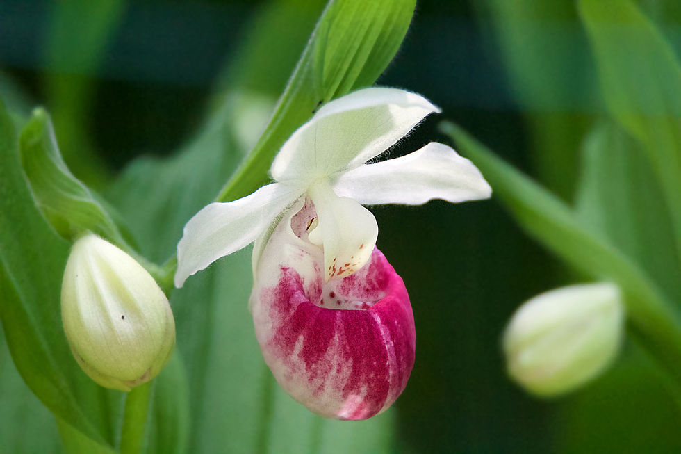 Showy Lady Slipper