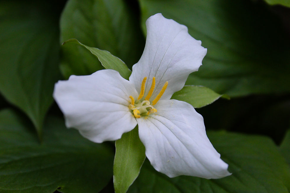 Trillium