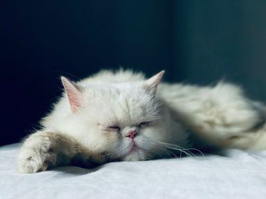 Understanding FIP Relapse: Why It Happens and What to Do