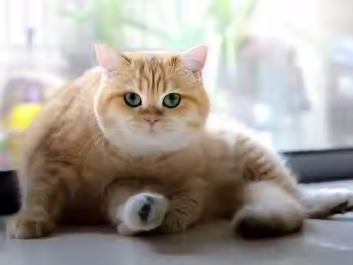 FIP 치료는 빠를수록 좋습니다