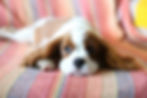 why do dogs hump