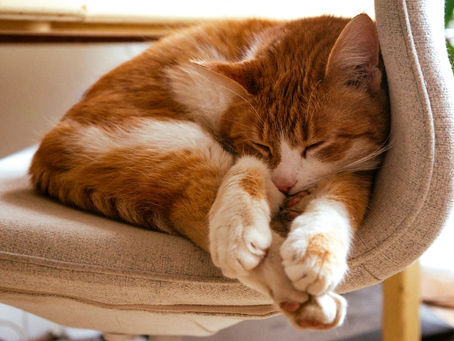 cat sleeping positions meaning