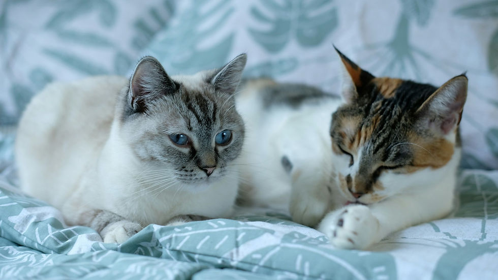 What’s the Difference Between FIP and Lymphoma in Cats?