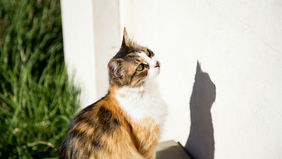 Treatment Options: Antivirals, GS-441524, Supportive Care