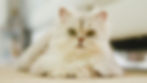 Choosing the Right Kidney Support Supplement for Cats