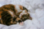 Ocular FIP in Cats: Symptoms and Treatment