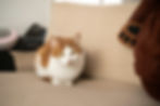 How to Support Your Cat’s Recovery After FIP Treatment
