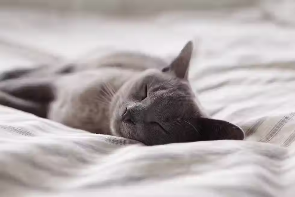 FIP Neurologique et Oculaire chez les Chats 