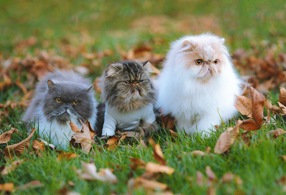hypoallergenic cats