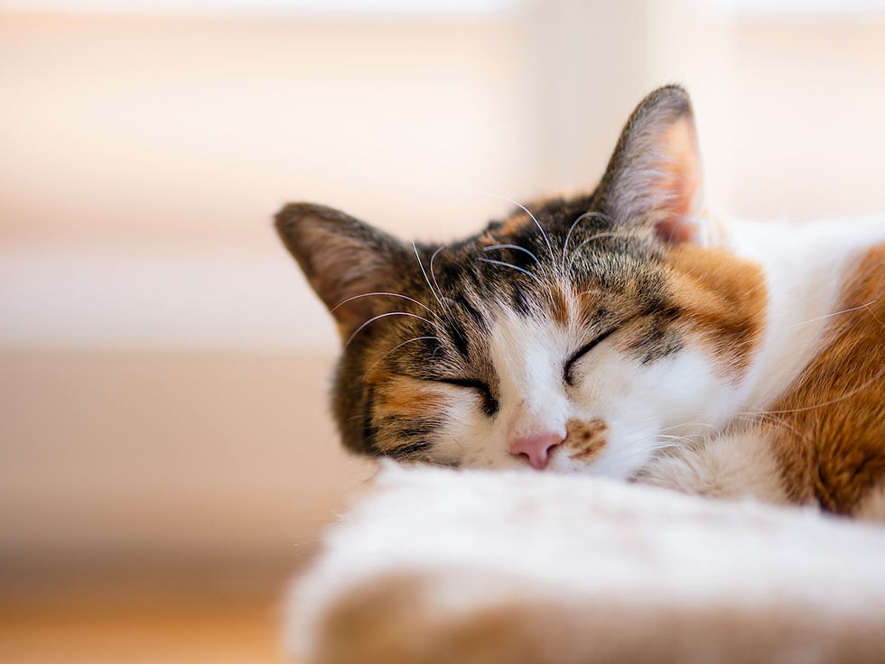 FIP thể ướt ở mèo