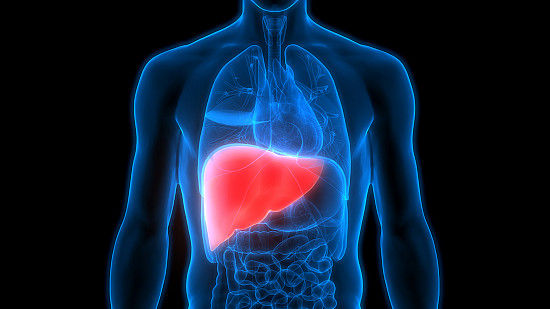 The Liver: Your Body’s Overworked Workhorse