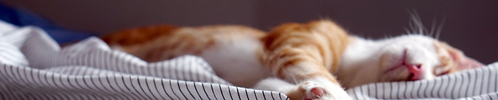 Sleeping Cat