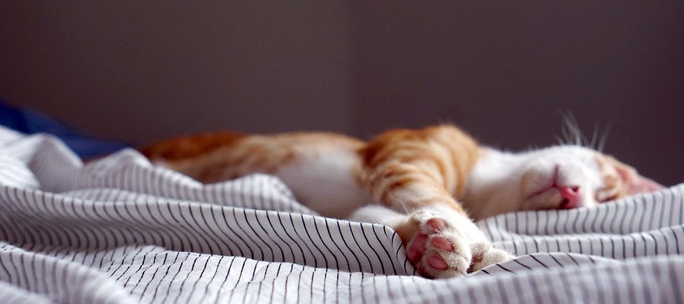 Sleeping Cat