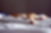 Cat Sleeping