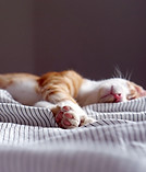 眠れる森の猫