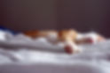 Sleeping Cat