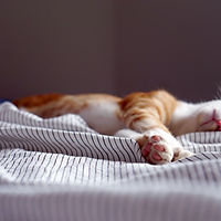 Sleeping Cat