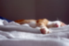 眠れる森の猫