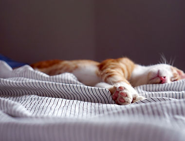 Sleeping Cat