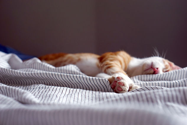 napping cat and paws in white and black striped bedding