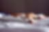 Cat Sleeping