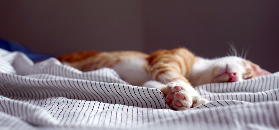 Sleeping Cat