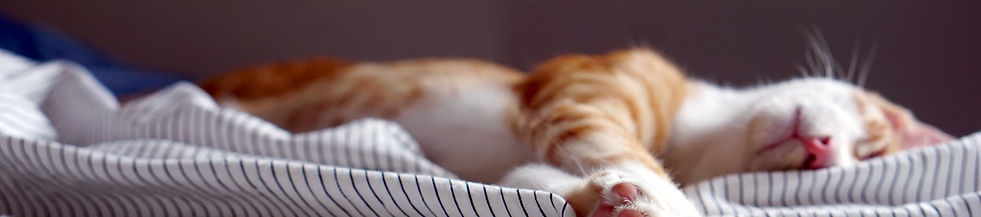 Sleeping Cat