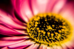 pink flower