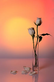 White-roses-sunset.jpg