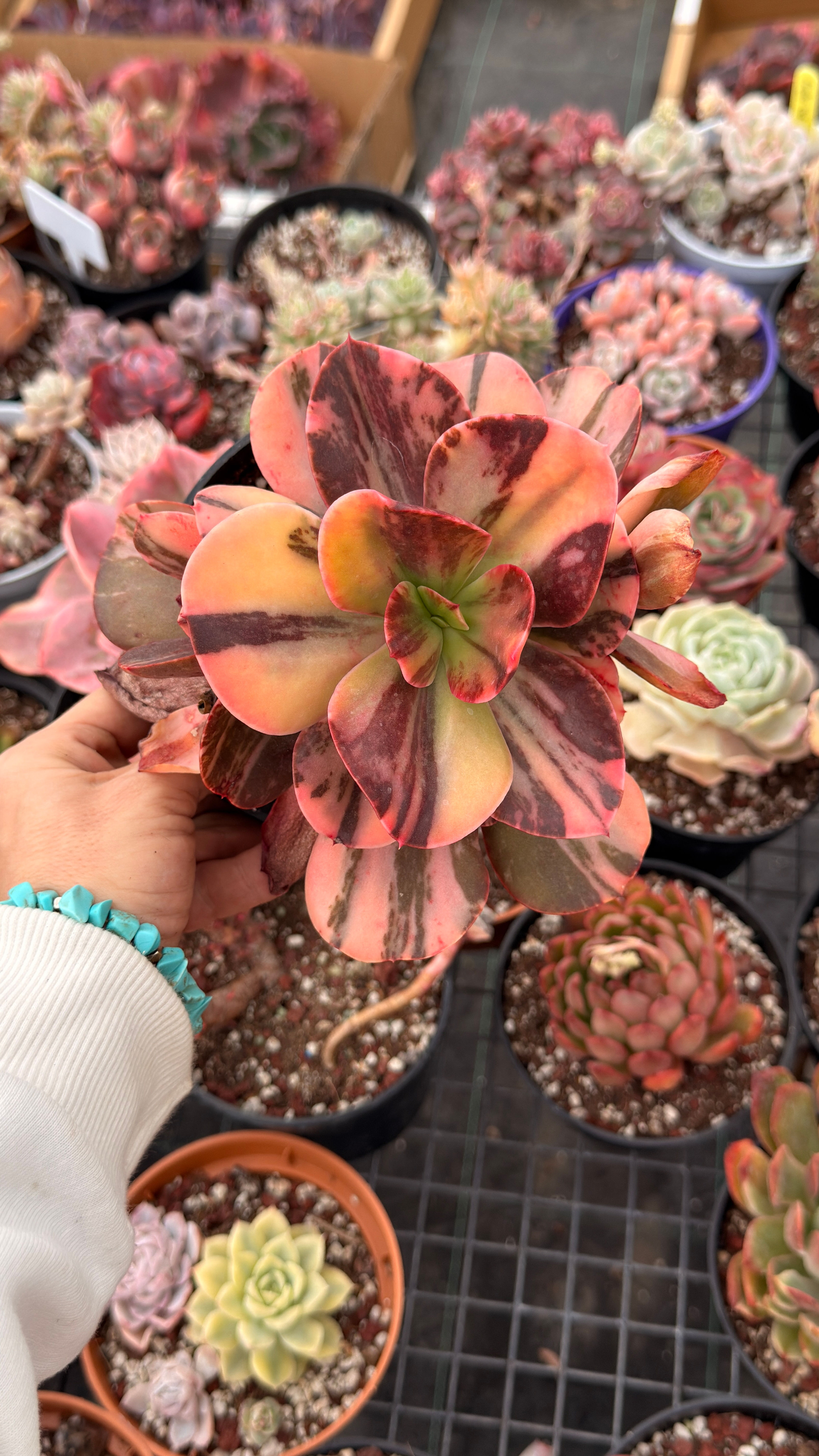 Echeveria Madonna Variegata