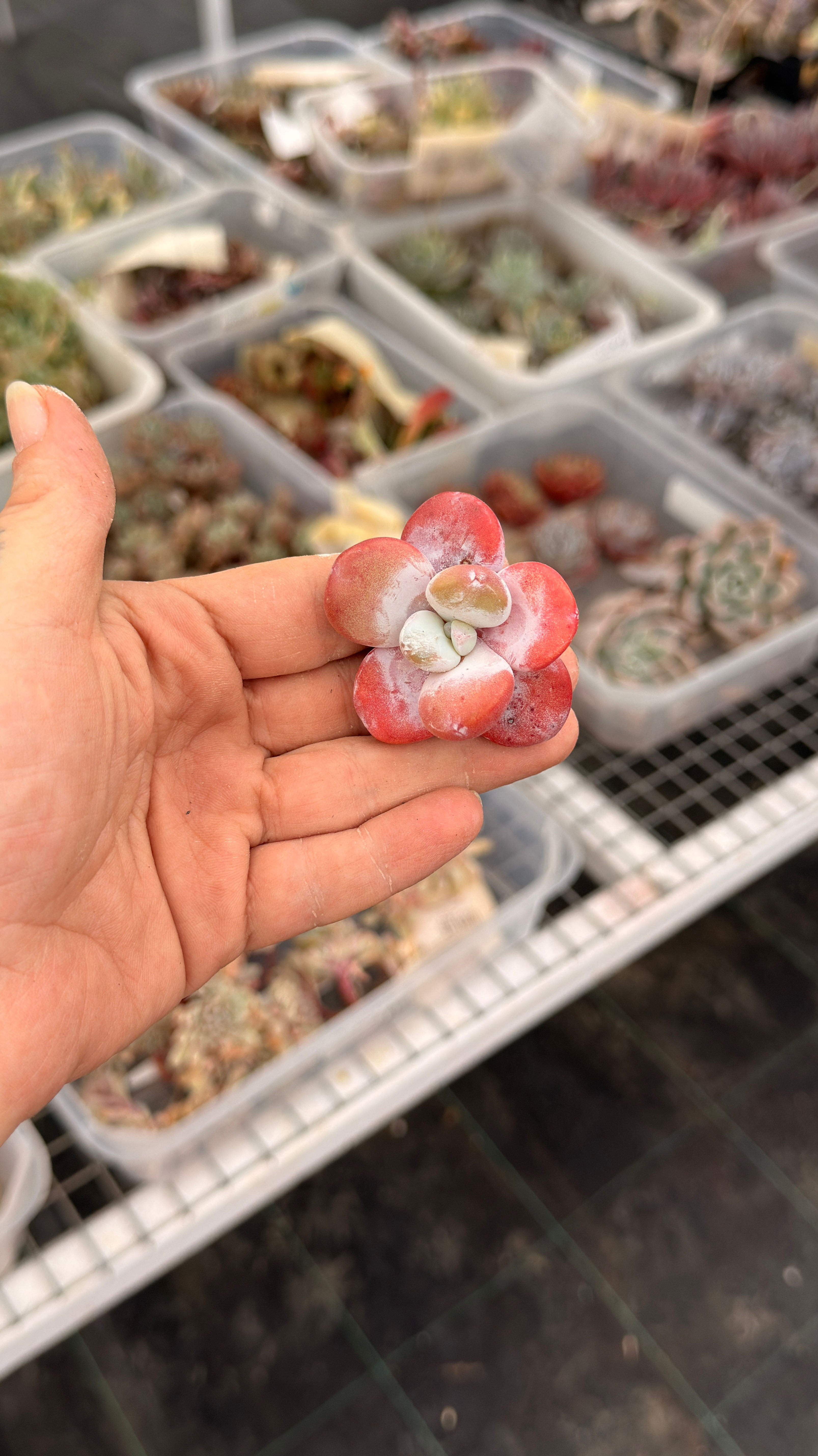 Pachyphytum Cuicatecanum