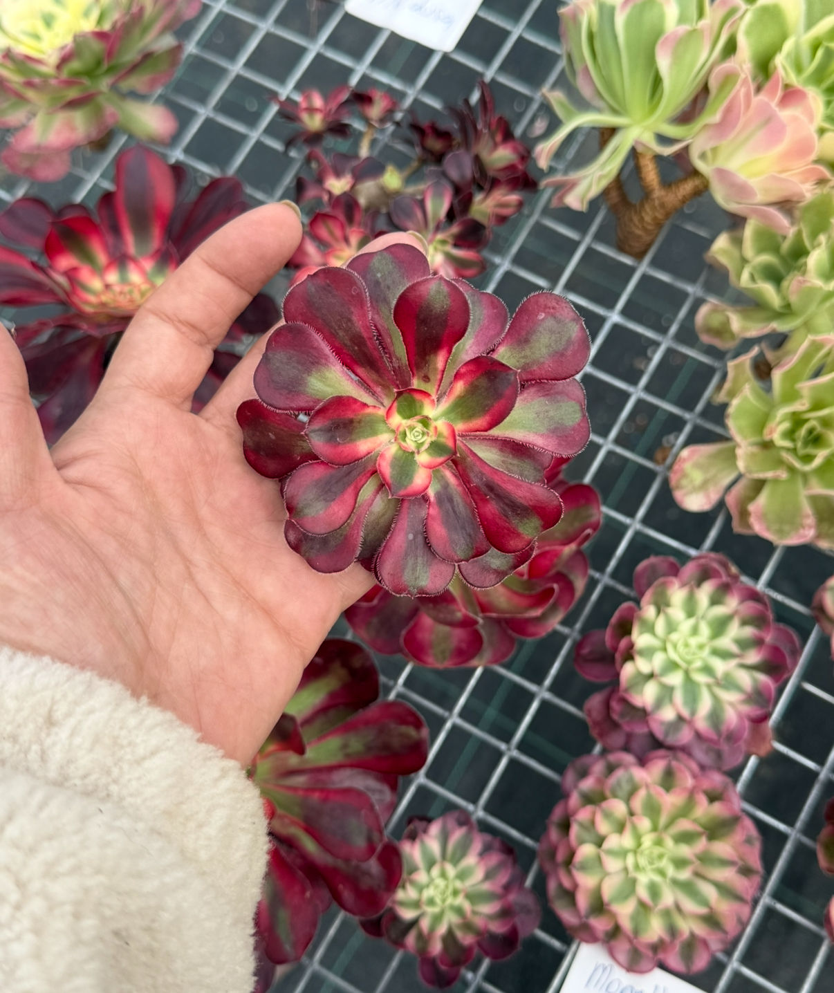 Aeonium Chanel - ÇELİK