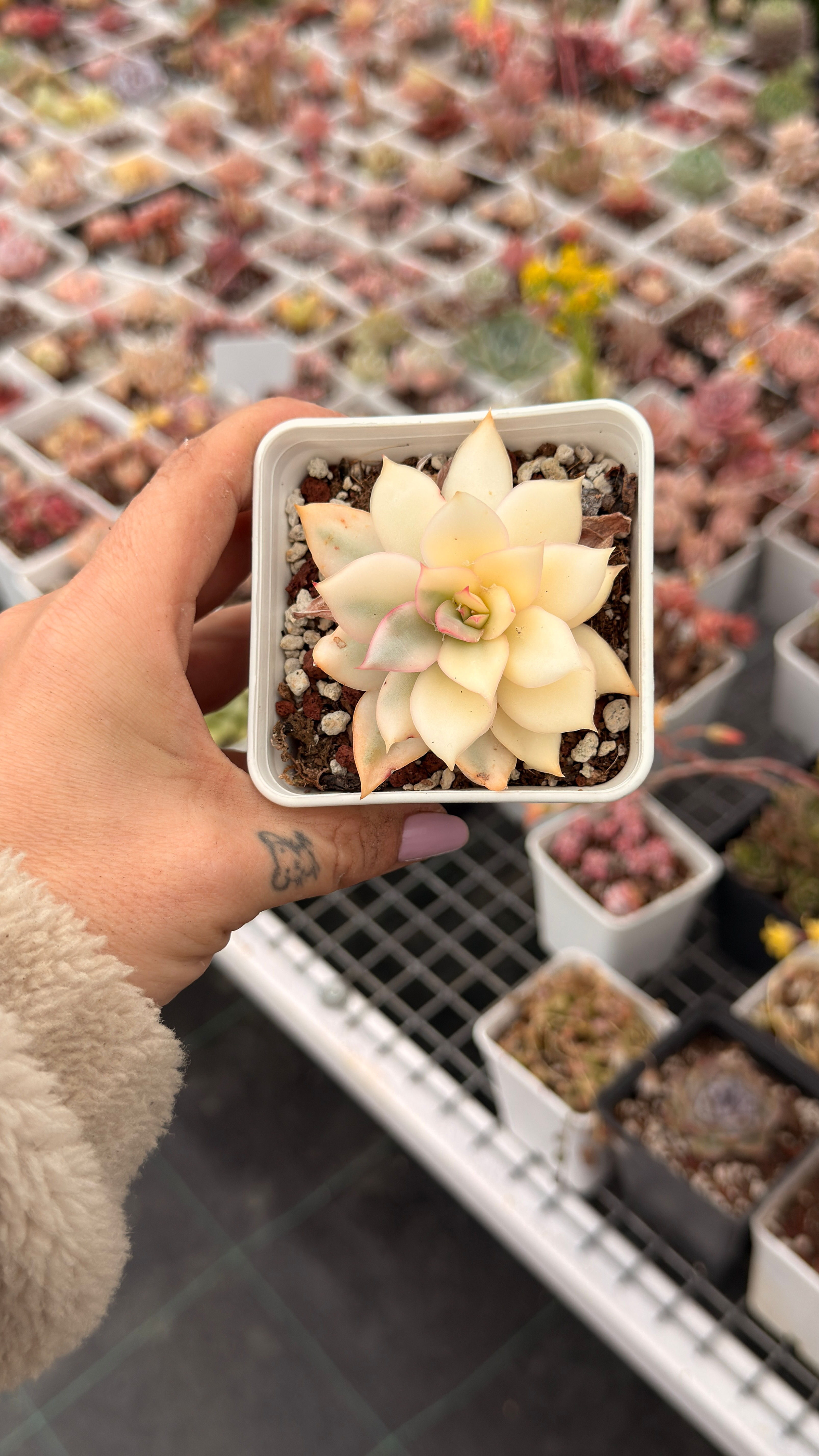 Echeveria Esther Variegata