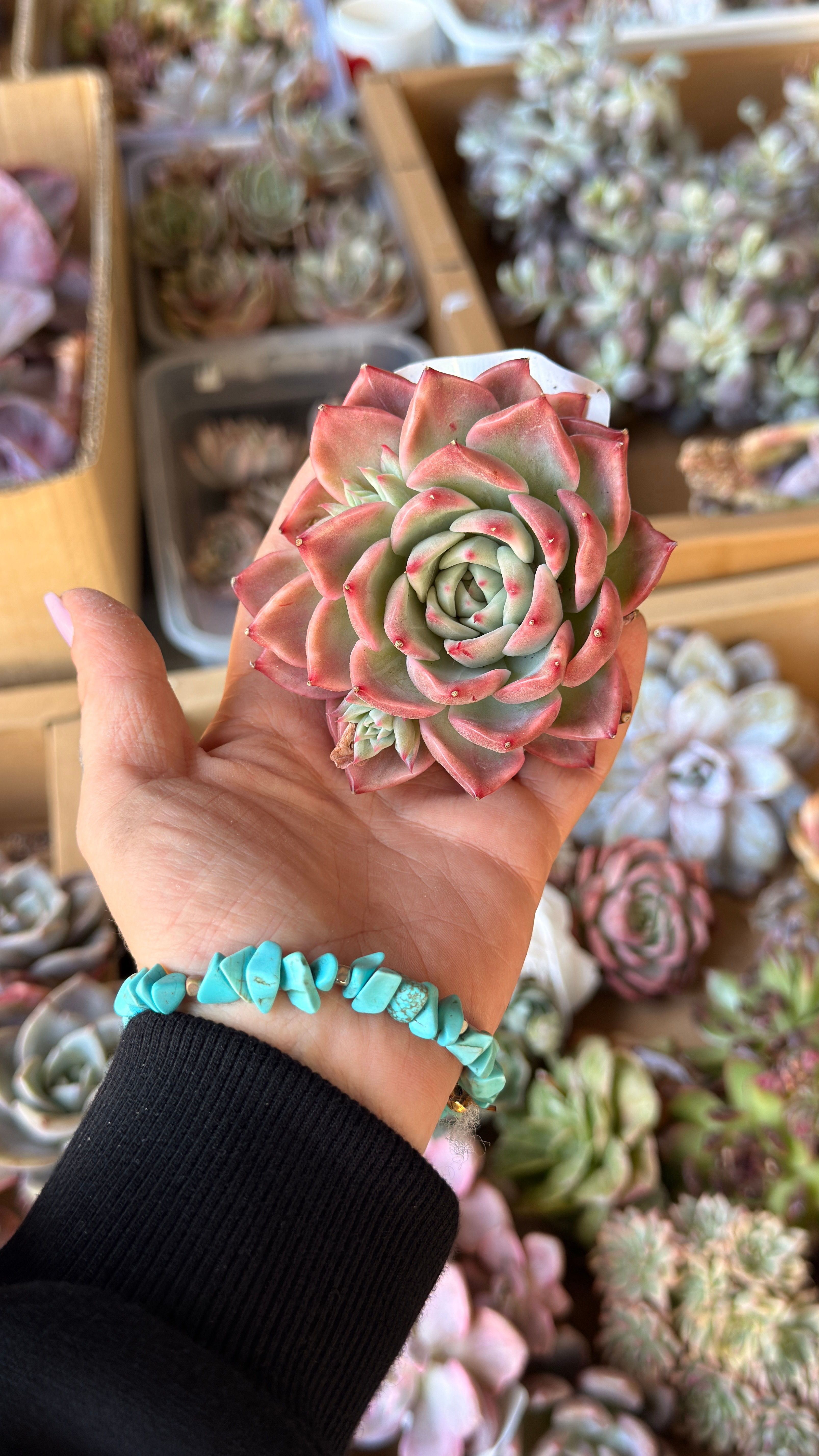 Echeveria Floriana Variegata