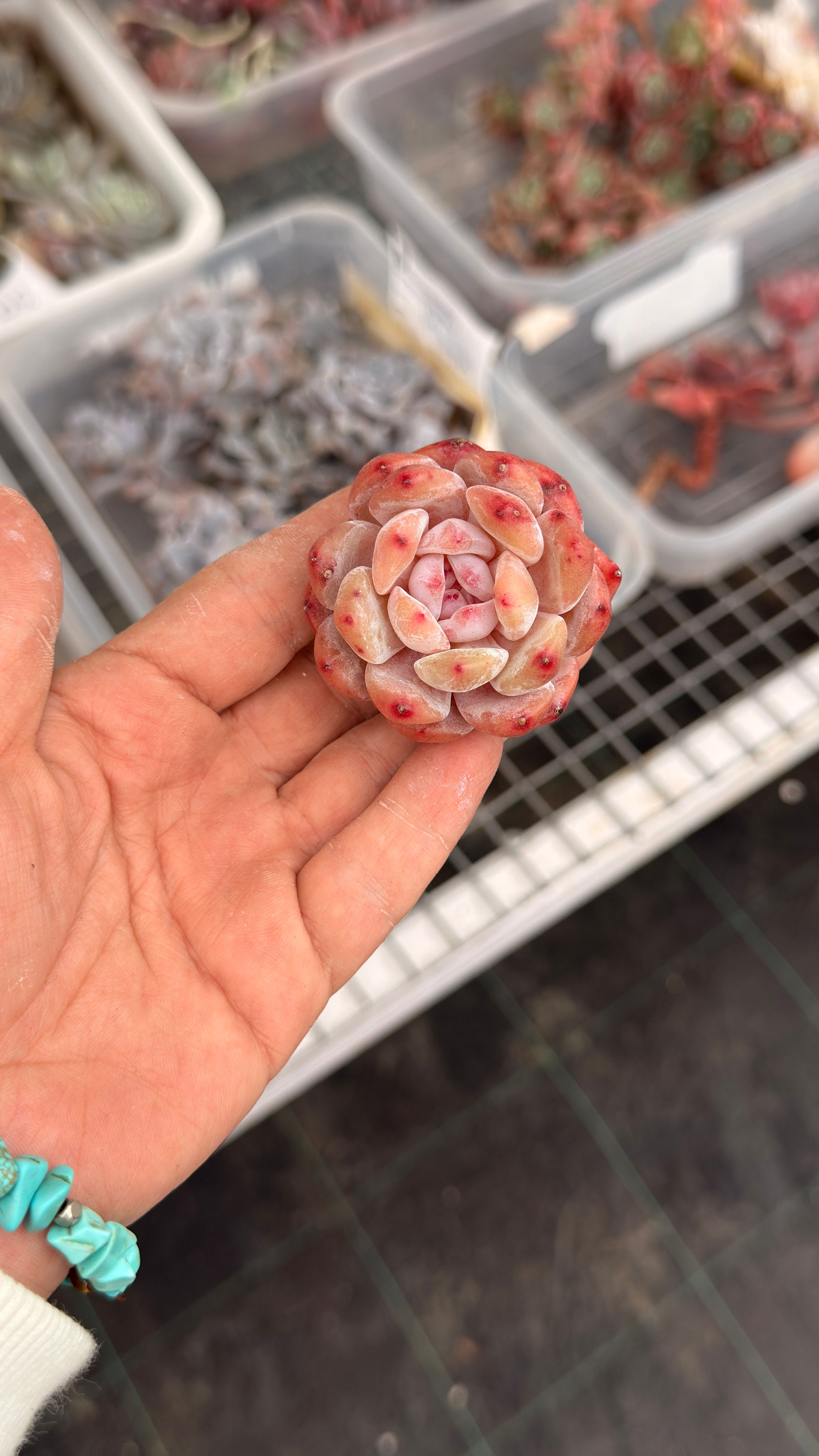 Echeveria Snow Angel