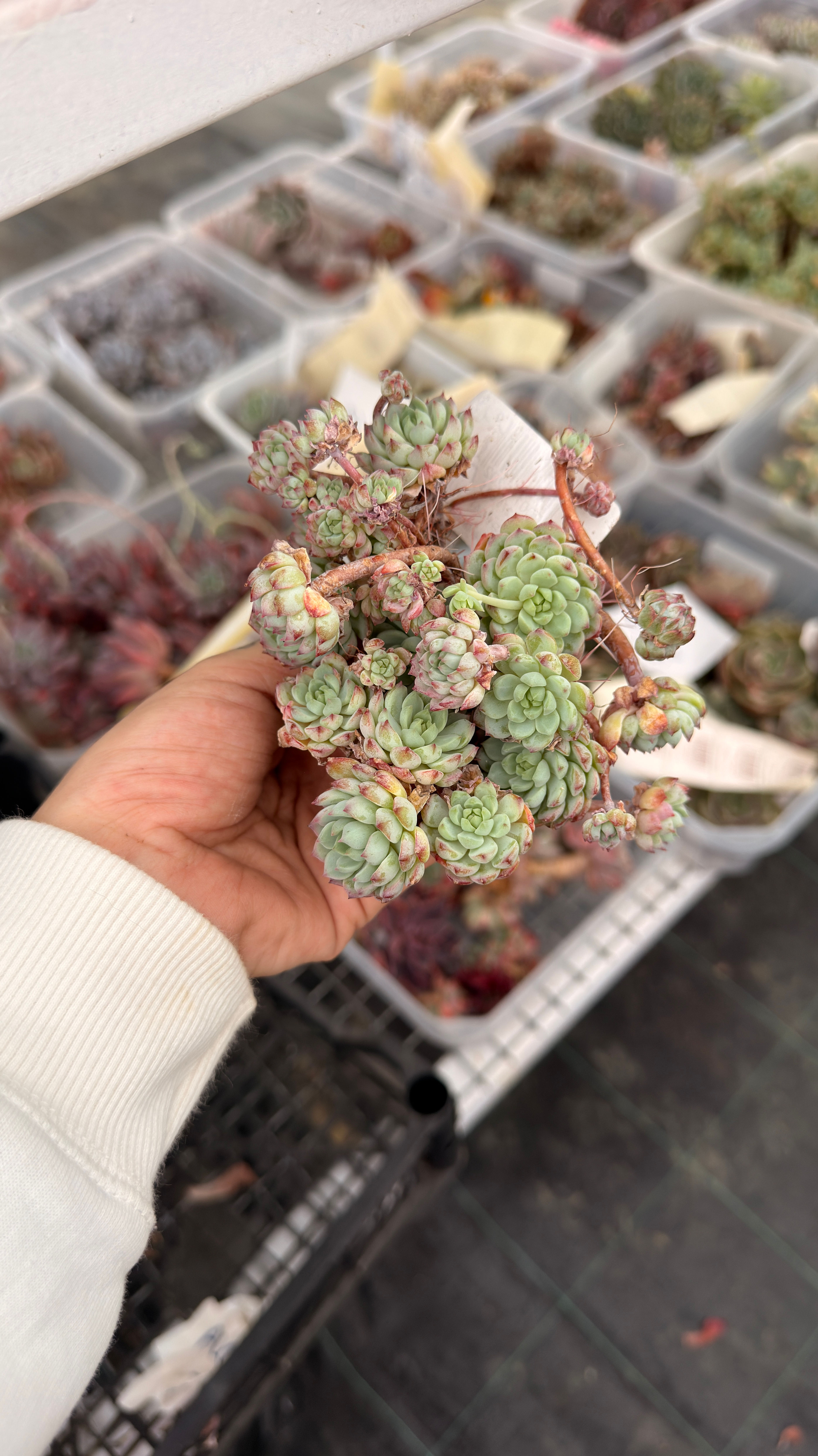 Echeveria Pinkberry