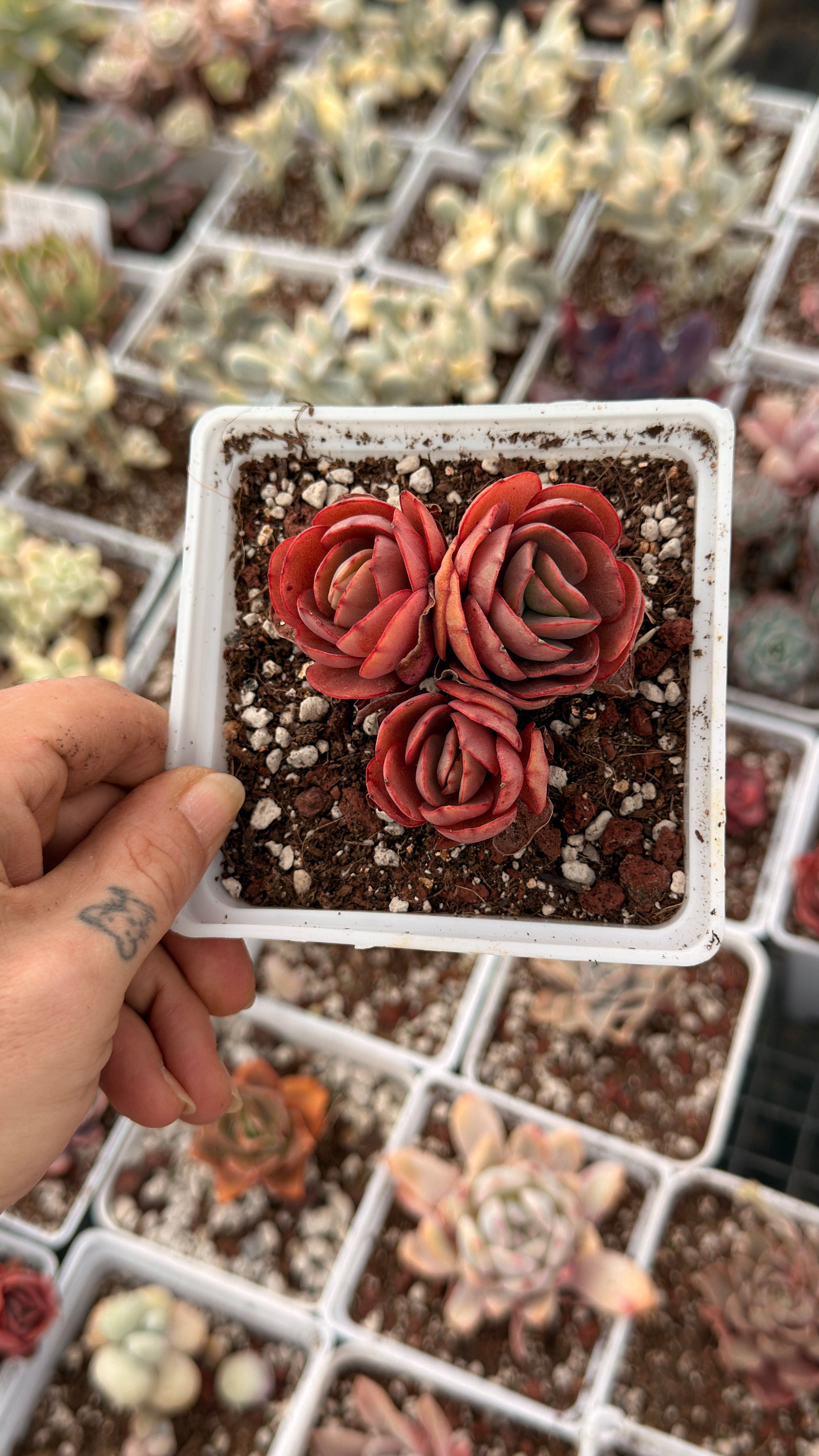 Echeveria Suyon 