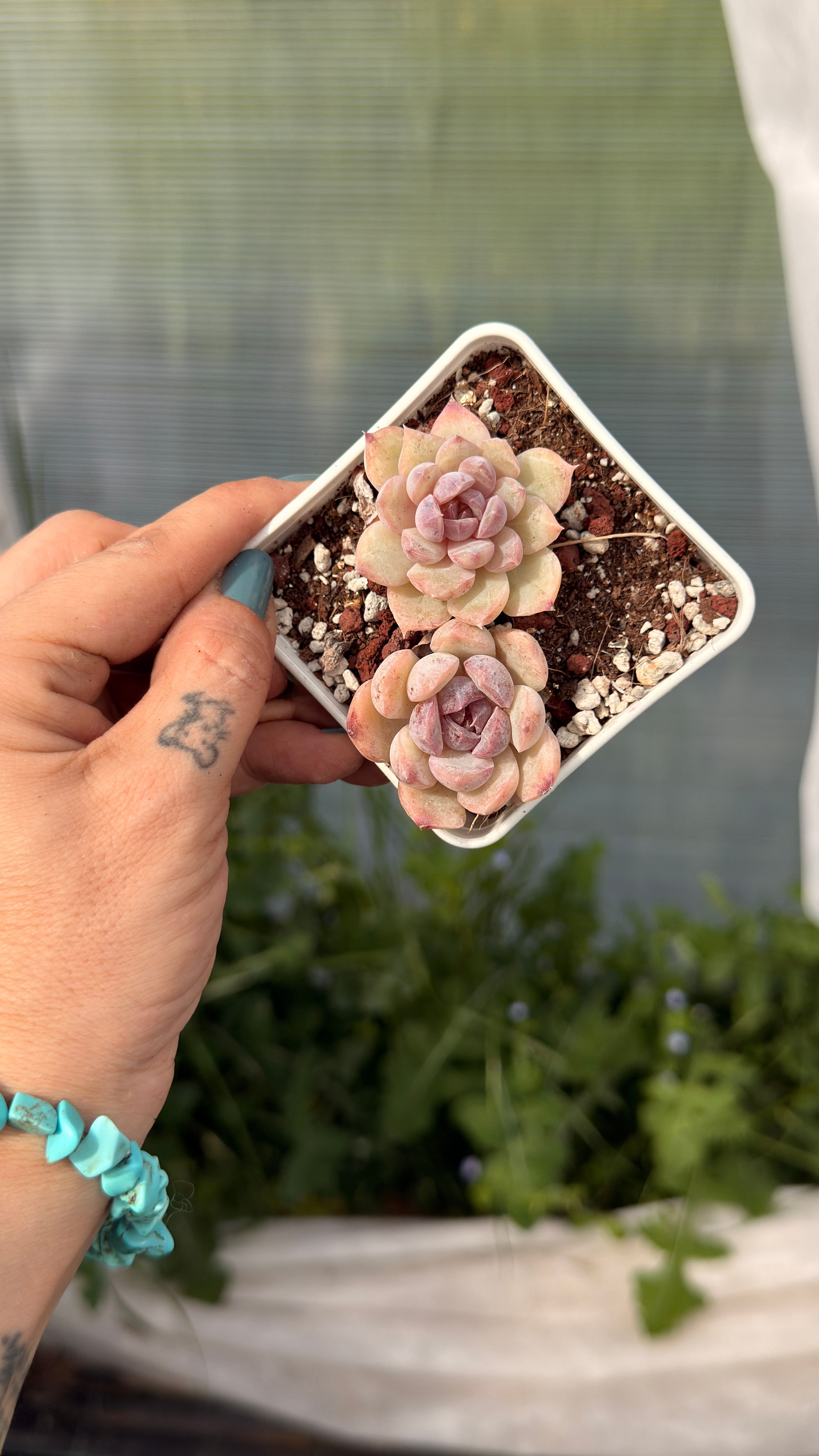 Echeveria Purple Cloud